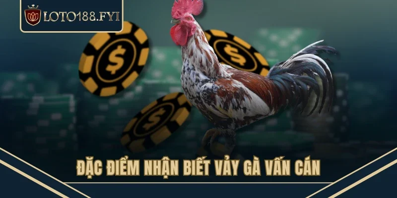 Đặc điểm nhận biết vảy gà vấn cán