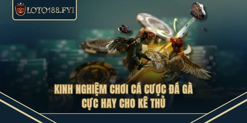 Kinh nghiệm chơi cá cược đá gà cực hay cho kê thủ